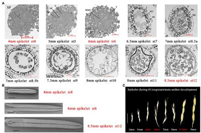 Quantitative Proteomics and Transcriptomics Reveals Differences in Proteins During Anthers Development in Oryza longistaminata